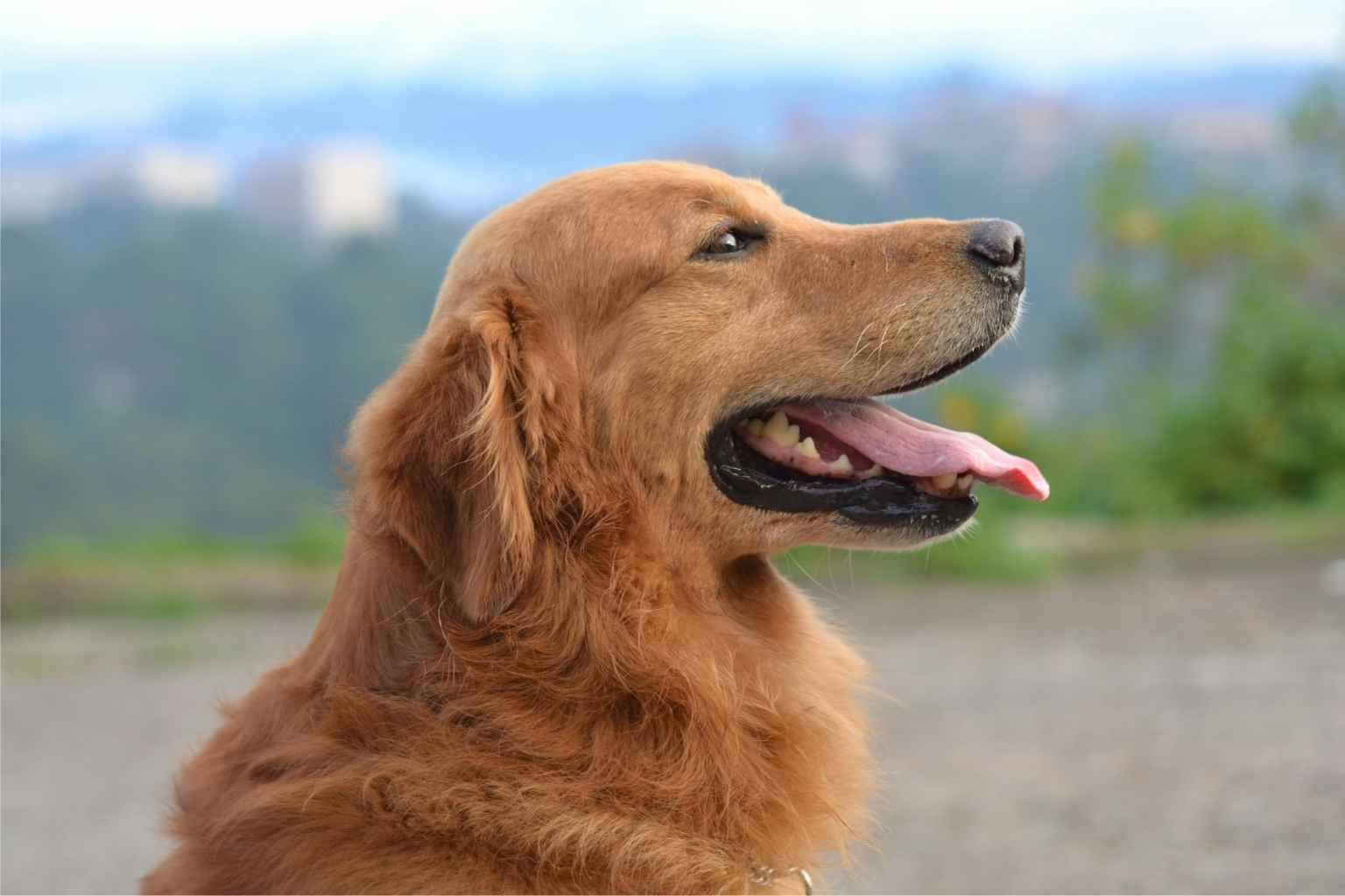 Garrapatas en perros