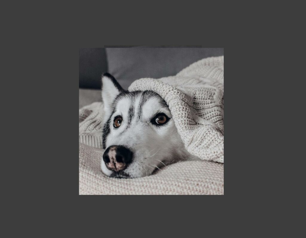 ¿Necesita tu perro abrigo en invierno? Guía completa basada en ciencia 1 ¿Necesita tu perro abrigo en invierno? Guía completa basada en ciencia - Diseno sin titulo con manta 1