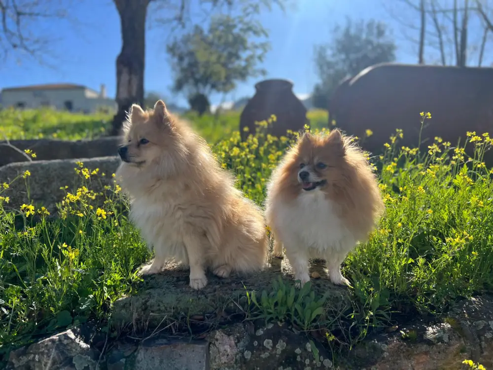Ver selección premium - Tabit Pets