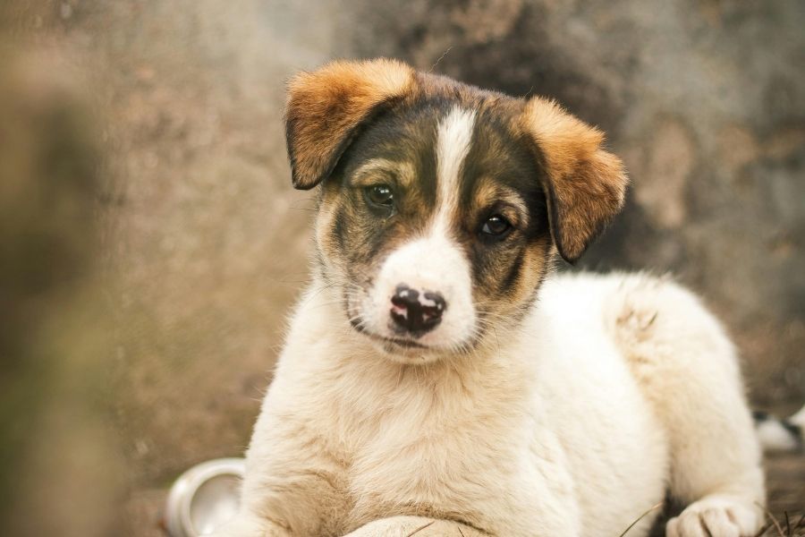 Ver selección premium - cachorro de perro
