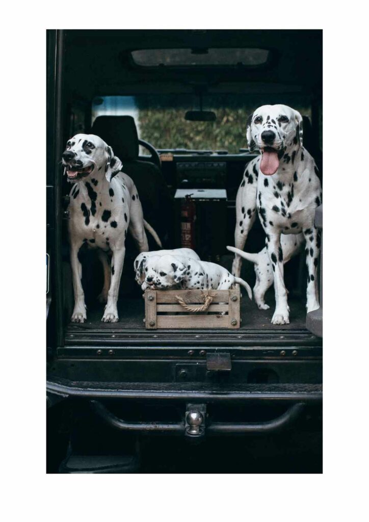 🐾 Viajar con tu mascota en 2026: normativa, requisitos y guía completa - perro en land rover