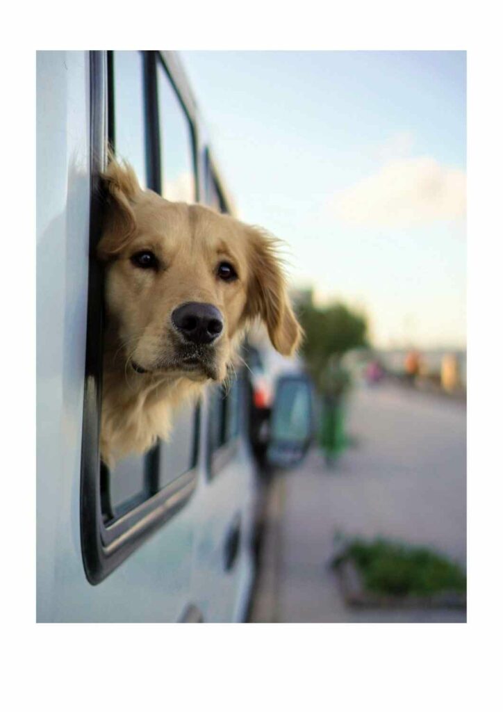 🐾 Viajar con tu mascota en 2026: normativa, requisitos y guía completa - perro viajando