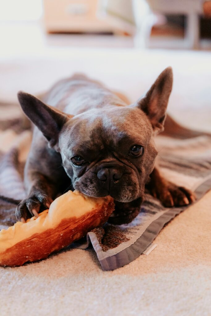 Alimentación de Calidad para perros