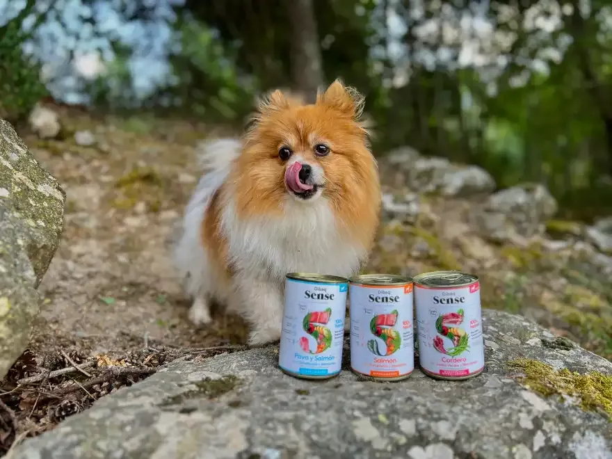 Comida húmeda para perros