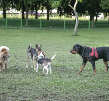 La Comunicación en los Perros: 🐶💬¡Hablemos su Idioma!