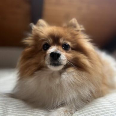 Obesidad en perros: causas, riesgos y cómo prevenirla