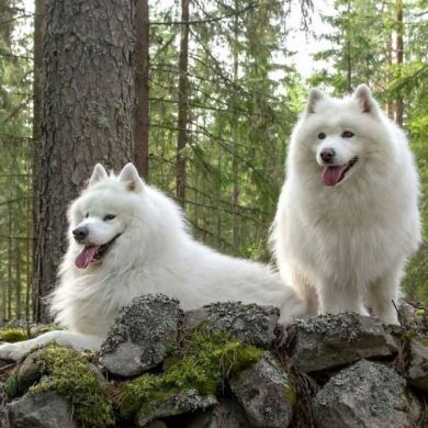 Guía Completa para el Cuidado del Pelo en Perros de Pelo Largo