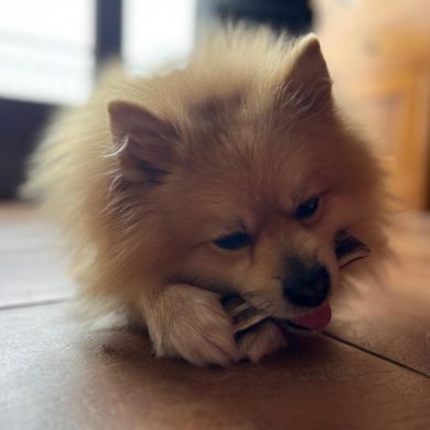 Los mejores snacks para perros