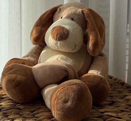 La búsqueda de la mascota perfecta: ¿estamos listos para lo que implica?