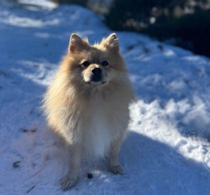 ¡Imprescindibles de Invierno para Nuestro Perro!