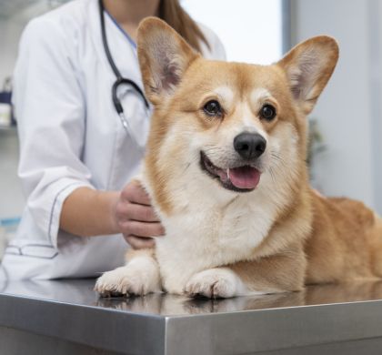 Consejos para llevar a tu perro al veterinario sin estrés: Guía completa para dueños responsables