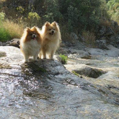 Día Mundial del Perro: Un homenaje a nuestro mejor amigo de cuatro patas