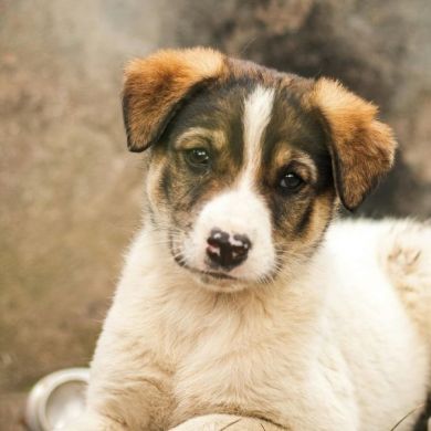 Cómo educar un cachorro correctamente: sin castigos sin gritos