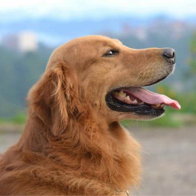 Golden Retriever: Guía Completa 2025 para Cuidar a tu Perro Dorado | Tabitpets