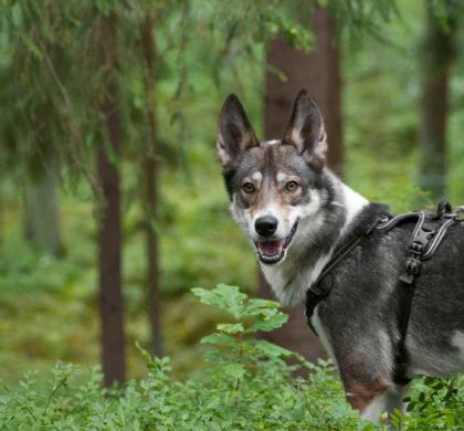 Laika occidental (Laika de Siberia Occidental): Raza Spitz