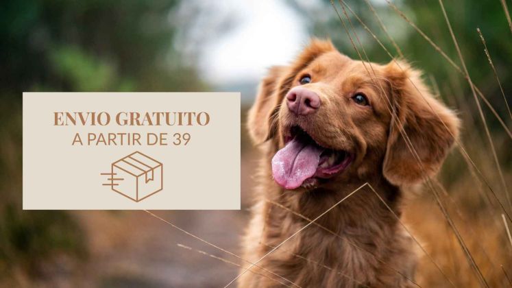 Comida para perros 1 Comida para perros - 1