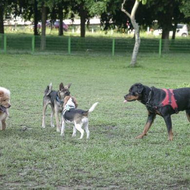 La Comunicación en los Perros: 🐶💬¡Hablemos su Idioma!