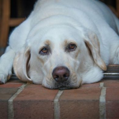 La gran mentira de los piensos para perros.