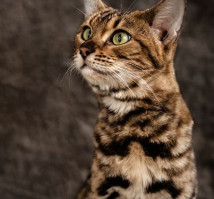 El Gato Bengalí:Todo lo que debes saber