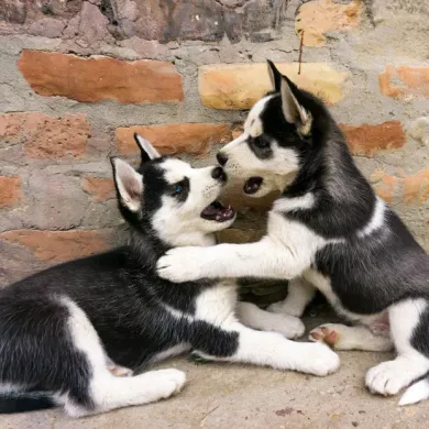 Guía de comida húmeda para cachorros: primeras etapas bien alimentadas