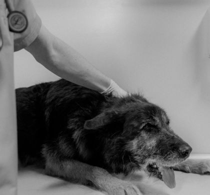 Cómo mejorar la digestión de tu perro de forma natural: guía completa basada en evidencia científica