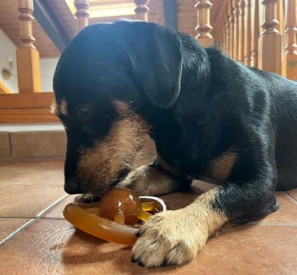 Juguetes de resina orgánica natural para perros: diversión ecológica y segura