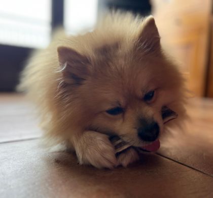 Los mejores snacks para perros