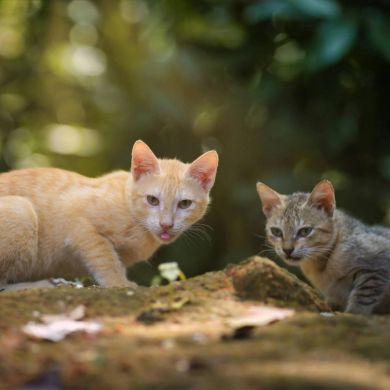 Taurina en Gatos: El Aminoácido Esencial que Tu Felino No Puede Fabricar
