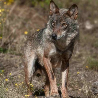 Del Lobo al Perro Actual: Problemas de la Cría Moderna y Razas en Peligro