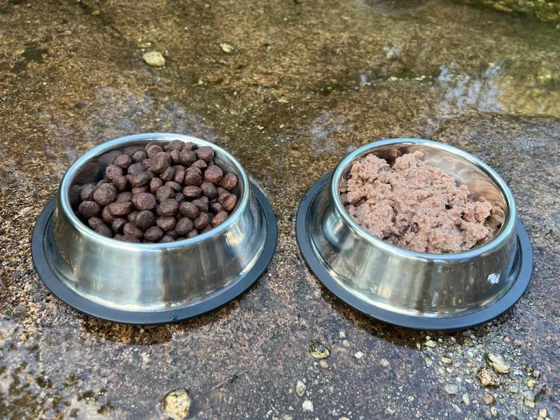 comida húmeda vs seca para perros