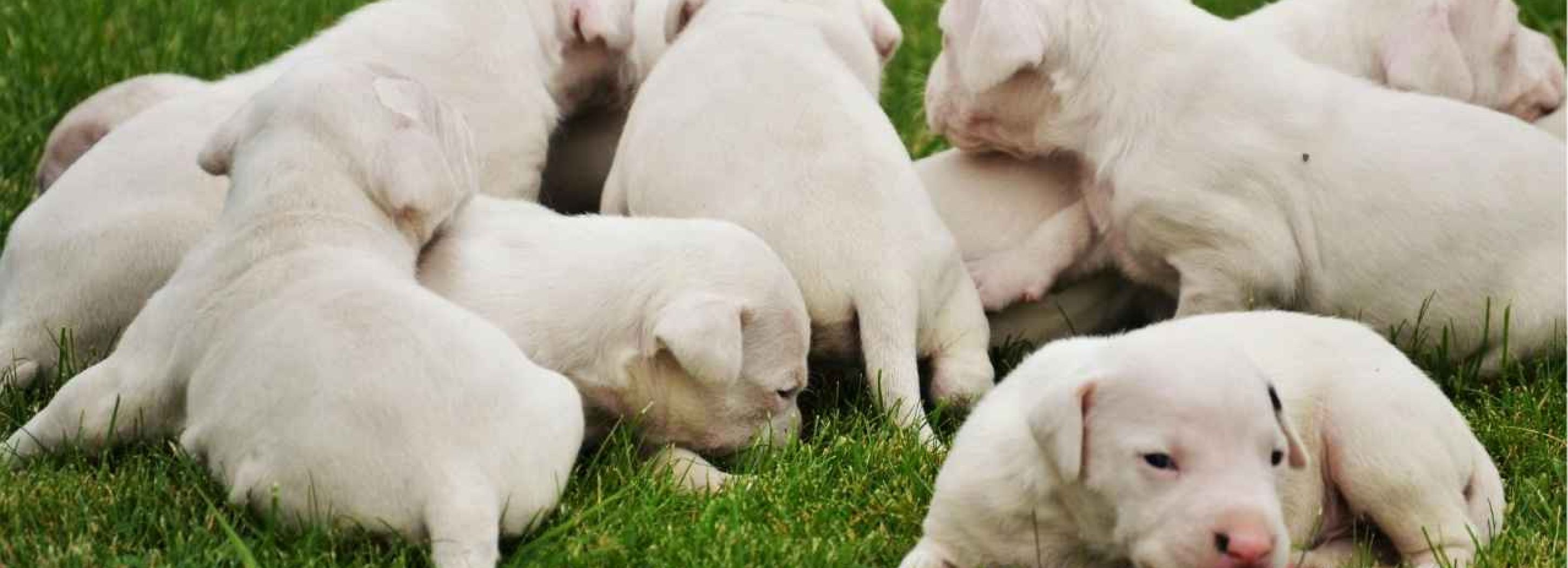 Comida para perros 19 Tabit comiendo snacks para perros
