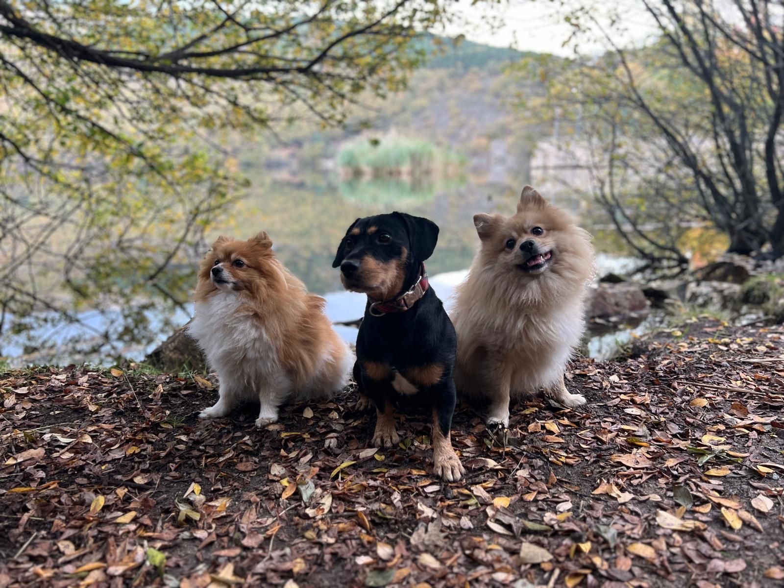 Tabit Pets Sobre nosotros 1 Tabit, Dante, Lady