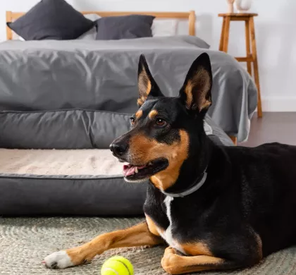 Descubre los Mejores Juguetes para Tu Perro!