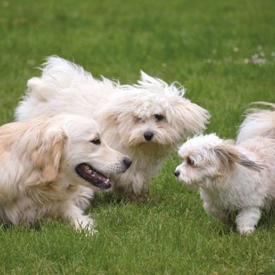 Los Beneficios de Jugar con tu Perro