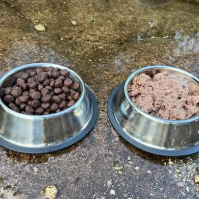 ¿Es mejor la comida húmeda o seca para perros? Comparativa completa