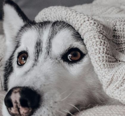 10 errores cotidianos que comprometen la salud y longevidad de tu perro
