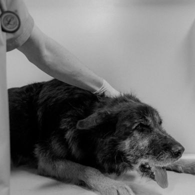 Cómo mejorar la digestión de tu perro de forma natural: guía completa basada en evidencia científica