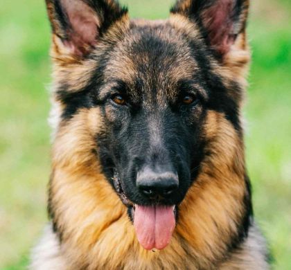 Cómo se Clasifican las Razas de Perros Según las Sociedades Caninas Internacionales