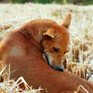 Garrapatas en perros: el método completo para identificarlas, prevenirlas y eliminarlas sin riesgos