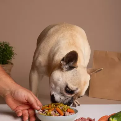 La Importancia de una Alimentación de Calidad para perros
