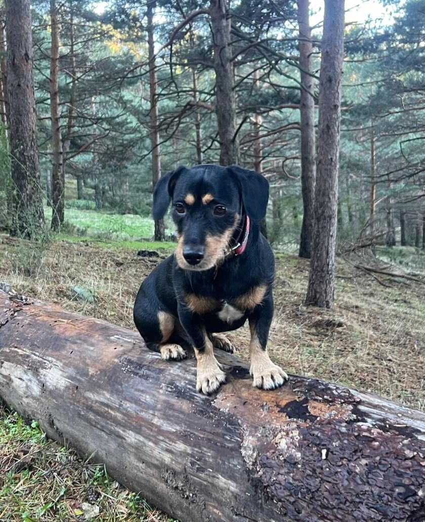 Tabit Pets Sobre nosotros 5 Los Beneficios de Jugar con tu Perro