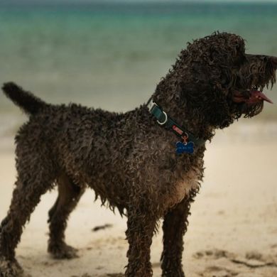 Perro de Aguas Español: historia, carácter y opinión experta sobre una joya canina española