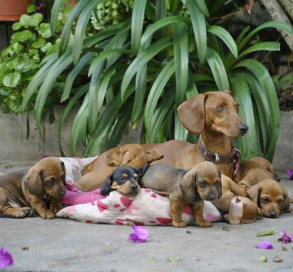🐾 La importancia de los primeros días del cachorro: vínculo, aprendizaje y equilibrio emocional