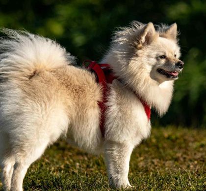 Spitz Alemán vs Pomerania: ¿ Son la misma raza? Diferencias y cuidados
