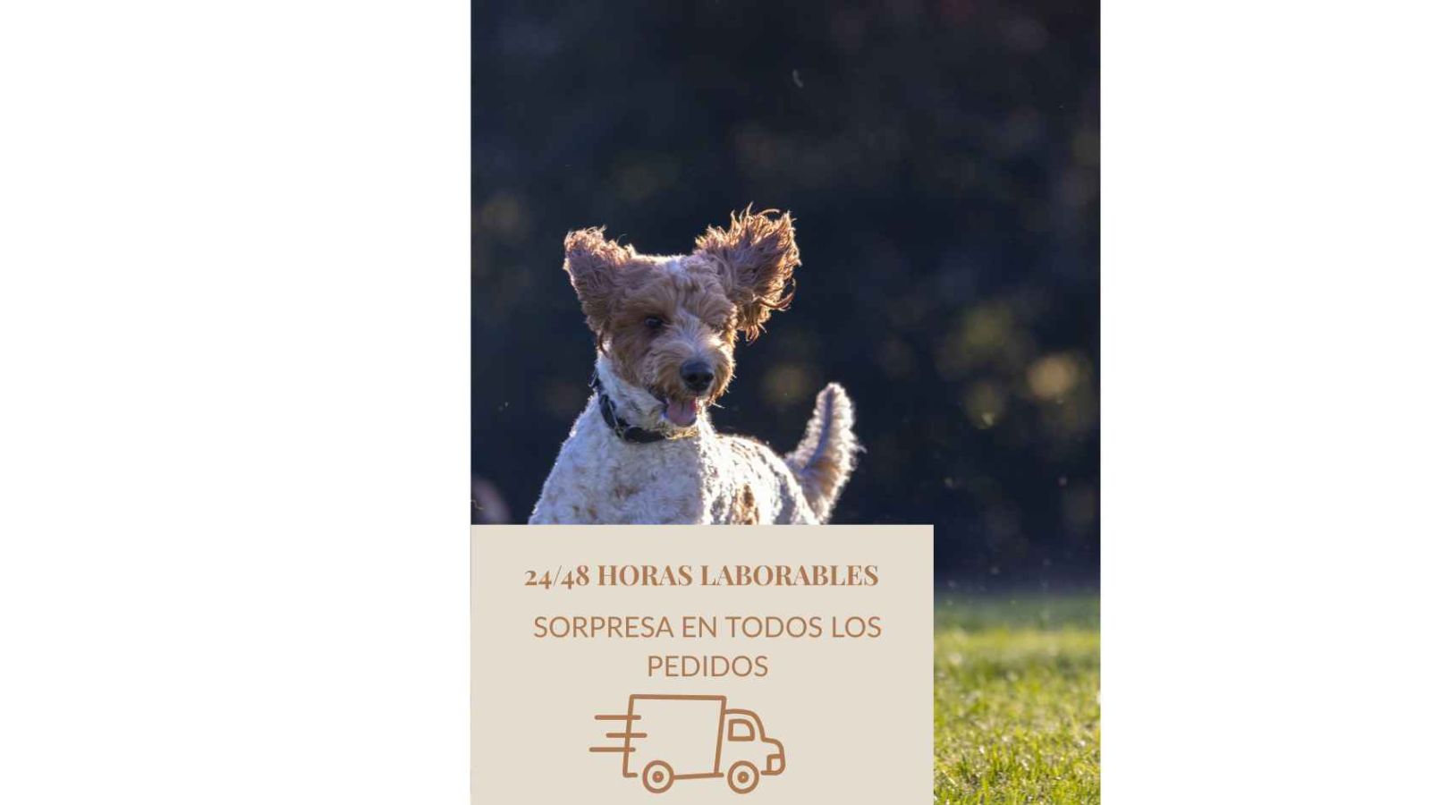 Comida para perros 4 Comida para perros - 2 5