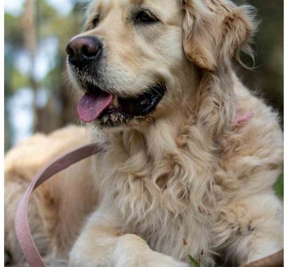 Golden Retriever: cuidados, carácter y productos recomendados