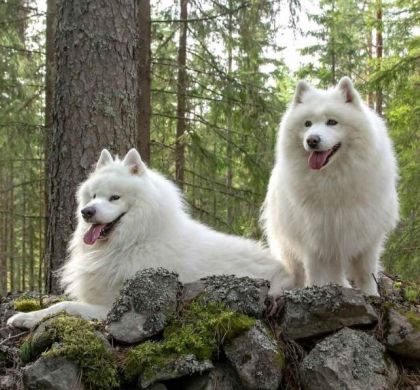 Guía Completa para el Cuidado del Pelo en Perros de Pelo Largo