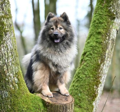 Perros de Tipo Spitz: Historia, Razas, Cuidados y Productos Recomendados