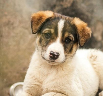 Cómo educar un cachorro correctamente: sin castigos sin gritos