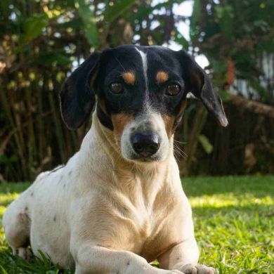 Ratonero Bodeguero Andaluz: historia, carácter y opinión experta sobre una joya canina española